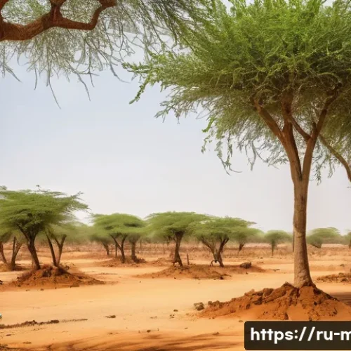 Home 32 말리와 사하라 사막화 문제 - A detailed landscape of the Sahel region showing desertification effects: cracked, dry soil with spa...